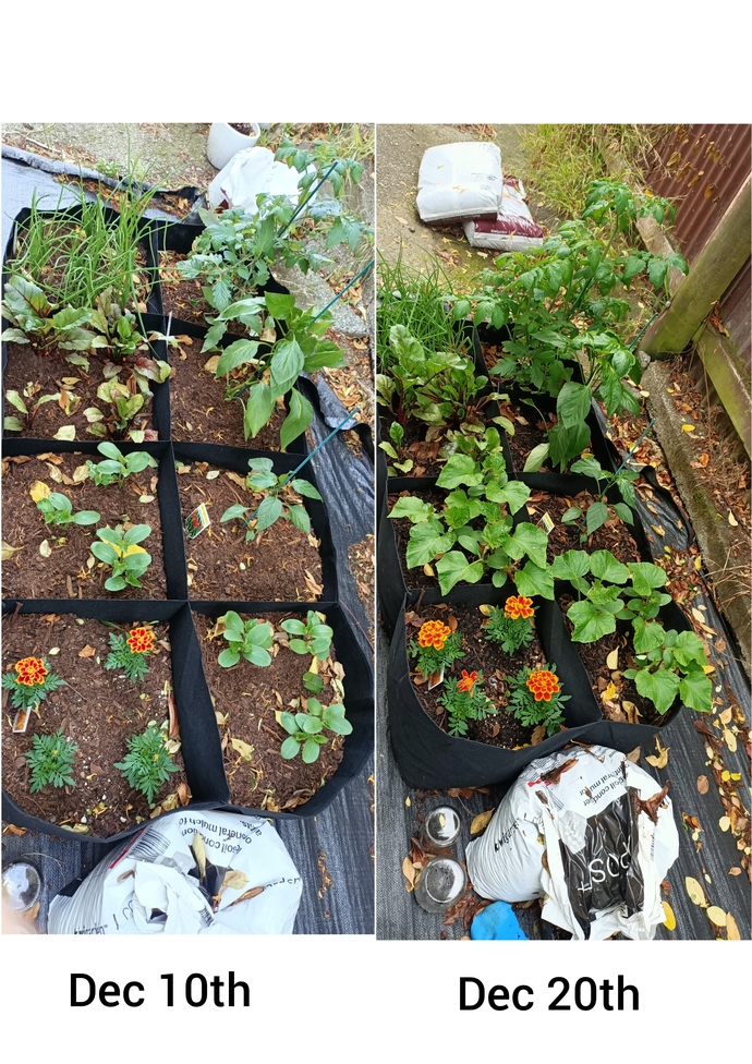 My garden is going nuts! how was/is yours this year?