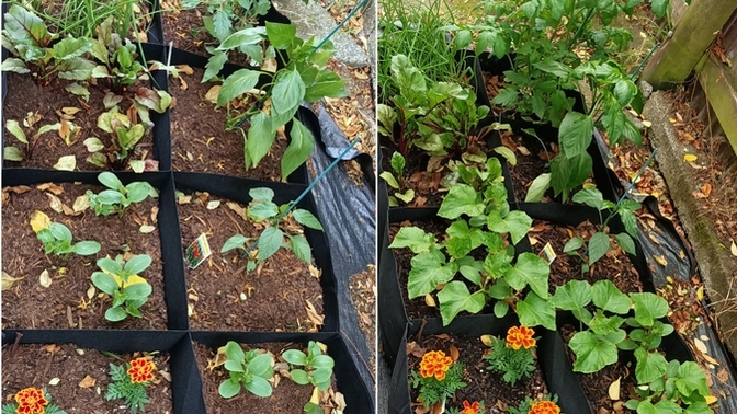 My garden is going nuts! how was/is yours this year?
