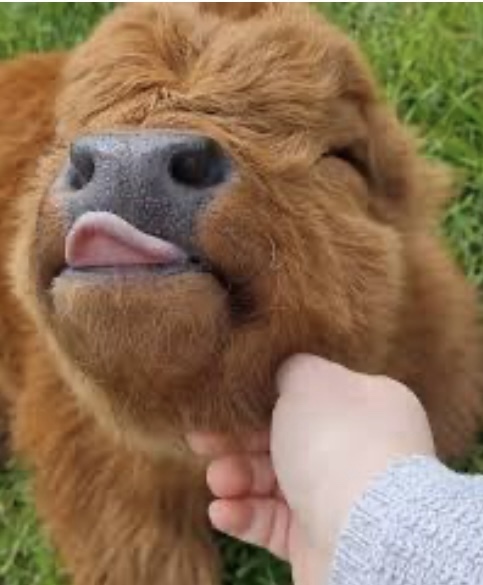 Is it too much to ask just to want to pet fluffy cows with someone who loves me? 😩?
