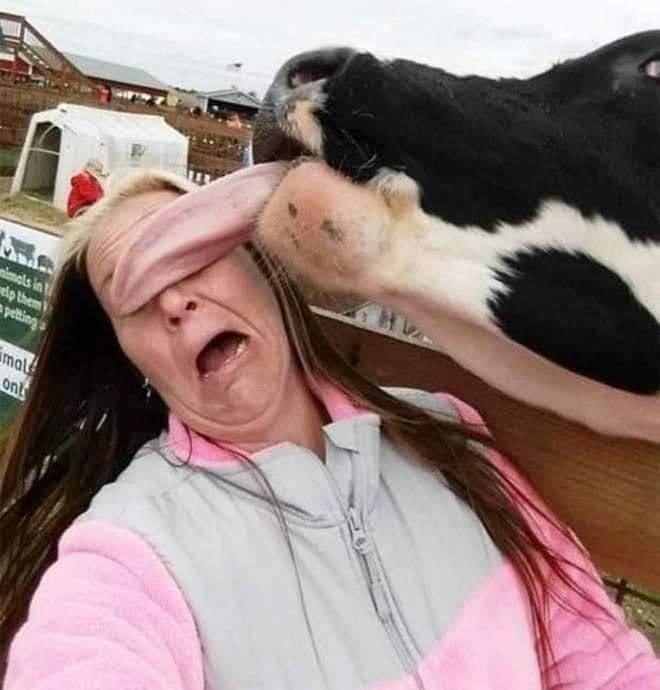 Is it too much to ask just to want to pet fluffy cows with someone who loves me? 😩?