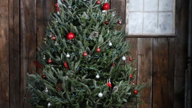 What color is your Christmas tree?