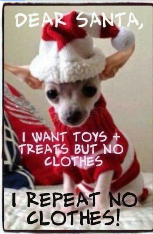 Does your pet get something for Christmas, too?