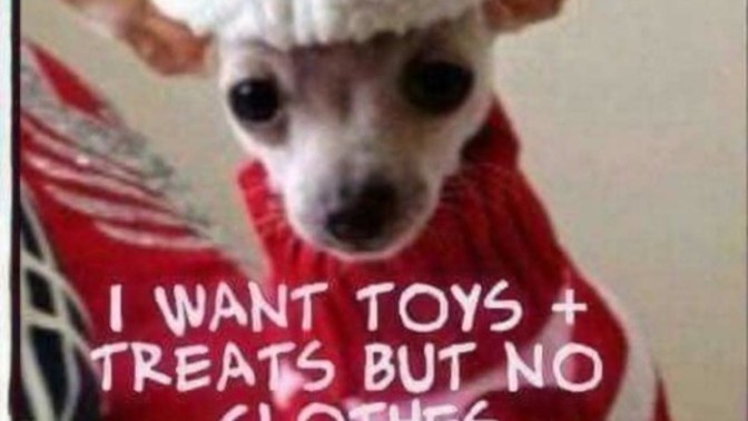 Does your pet get something for Christmas, too?