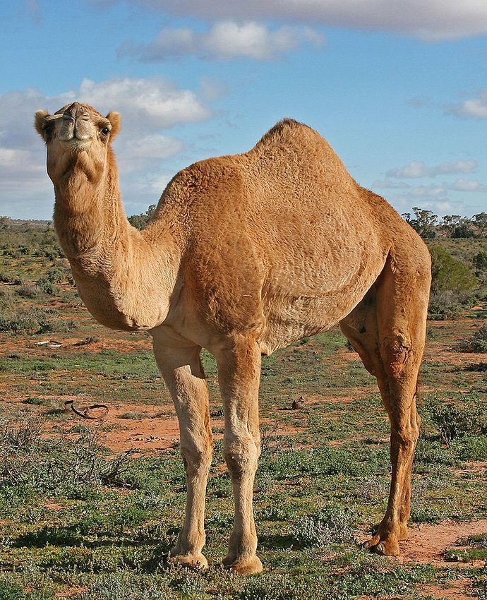 Do camels look funny?