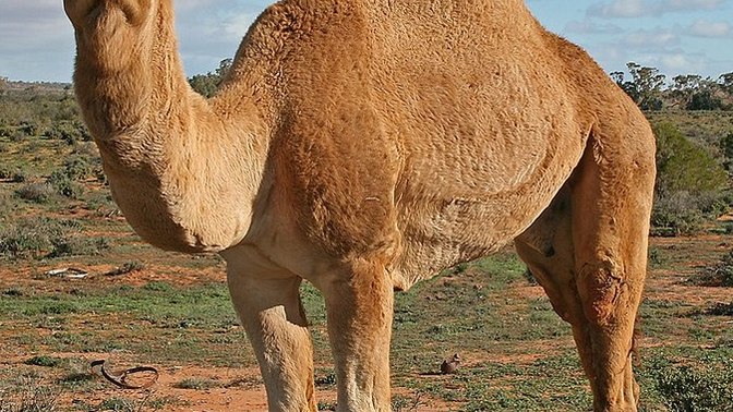 Do camels look funny?