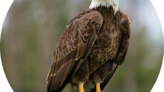 Is Biden giving us the bird?
