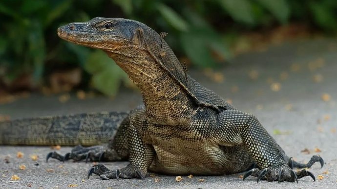 Do you know what the reptilian cortex is?