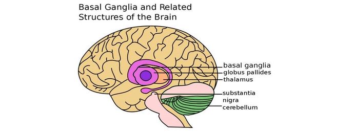 Do you know what the reptilian cortex is?