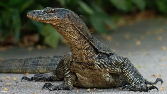 Do you know what the "reptilian cortex" is?
