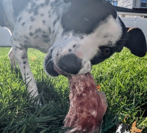 What did you do with the turkey giblets?
