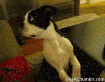What kind of dog would you be?