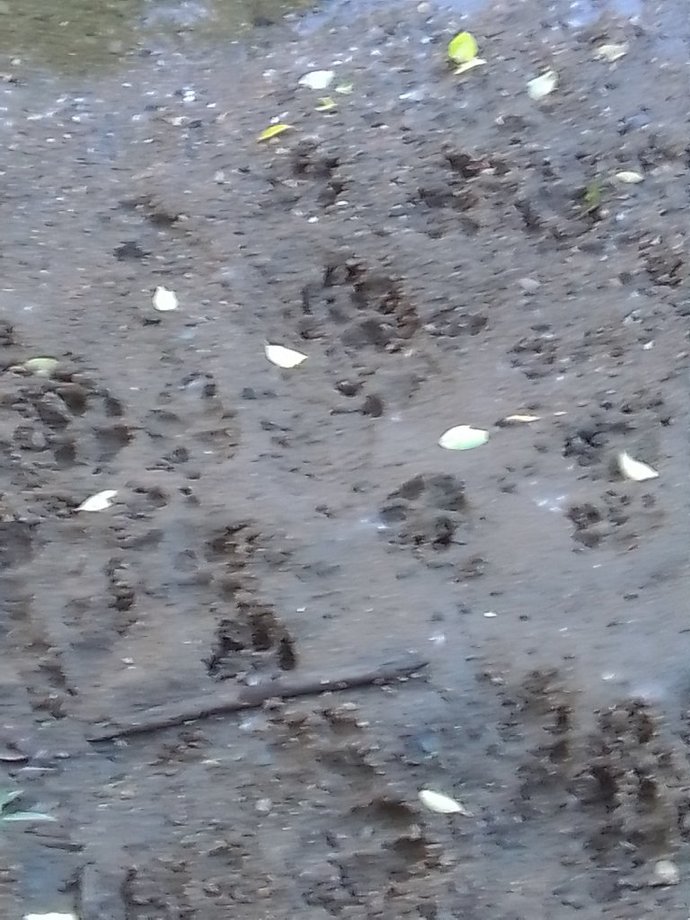 Make Beavers Great Again - time for another beaver air drop throughout the Americas?