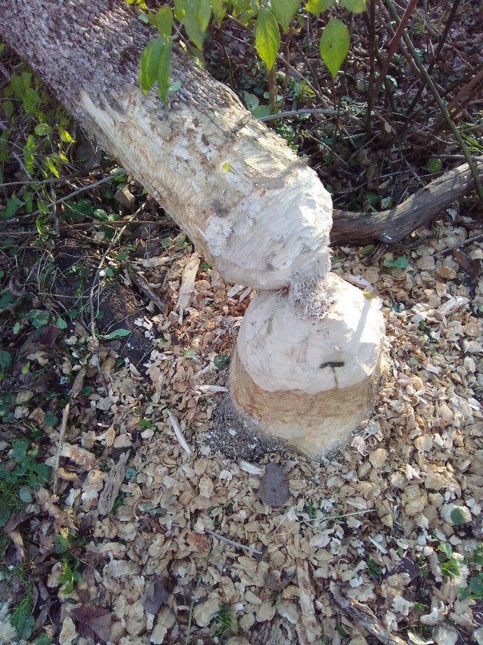 Make Beavers Great Again - time for another beaver air drop throughout the Americas?