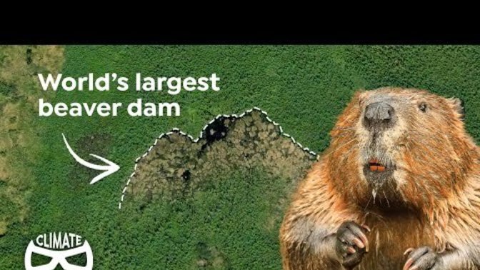 Make Beavers Great Again - time for another beaver air drop throughout the Americas?