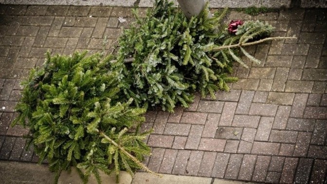 When do you take down your Christmas tree 🎄?