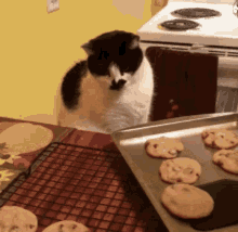 Do you like butter cookies?