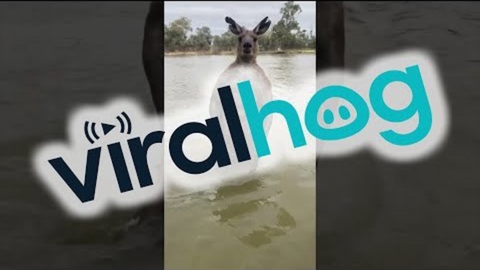Do you think kangaroos can be vindictive?