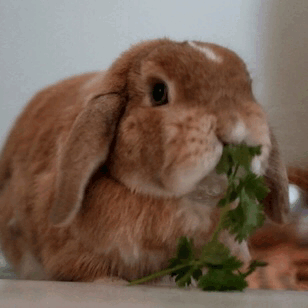 Cabbage vs Lettuce. which do you prefer?