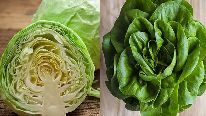 Cabbage vs Lettuce. which do you prefer?