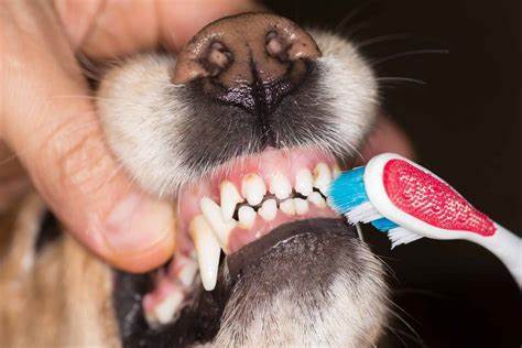 Dog owners... How often do you brush your dogs teeth?