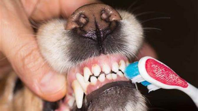 Dog owners... How often do you brush your dog's teeth?