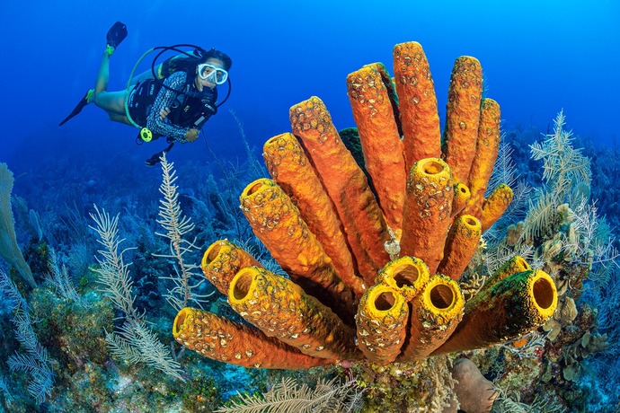 Did you know sea sponges actually exist?