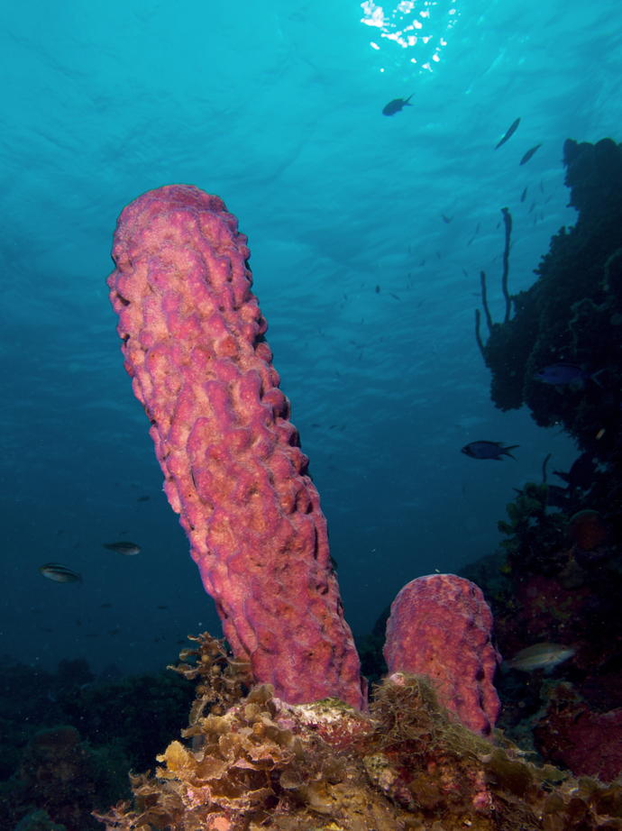 Did you know sea sponges actually exist?