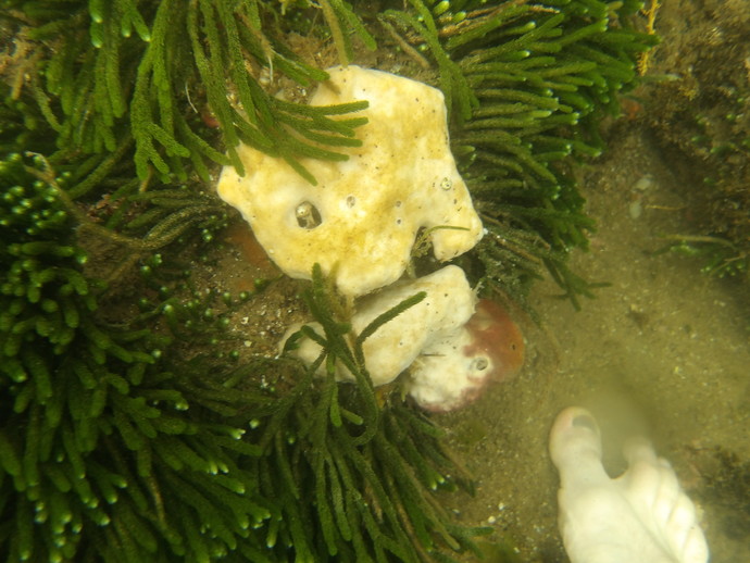 Did you know sea sponges actually exist?