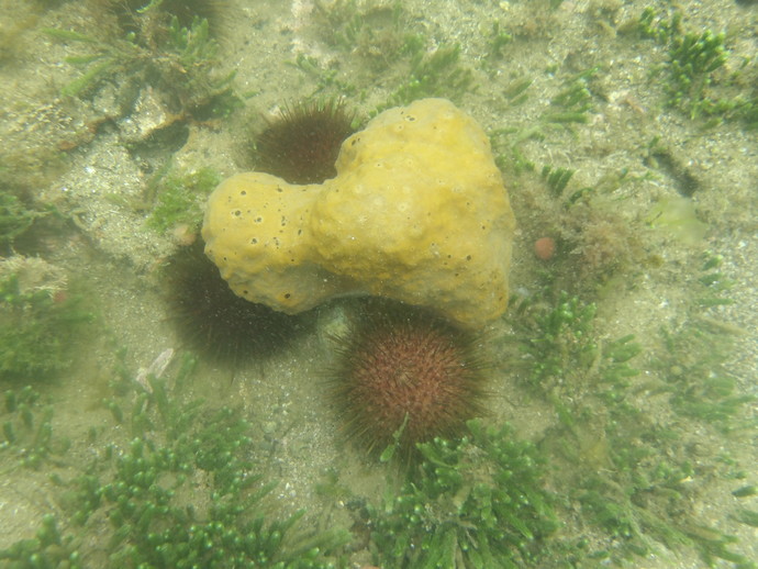 Did you know sea sponges actually exist?