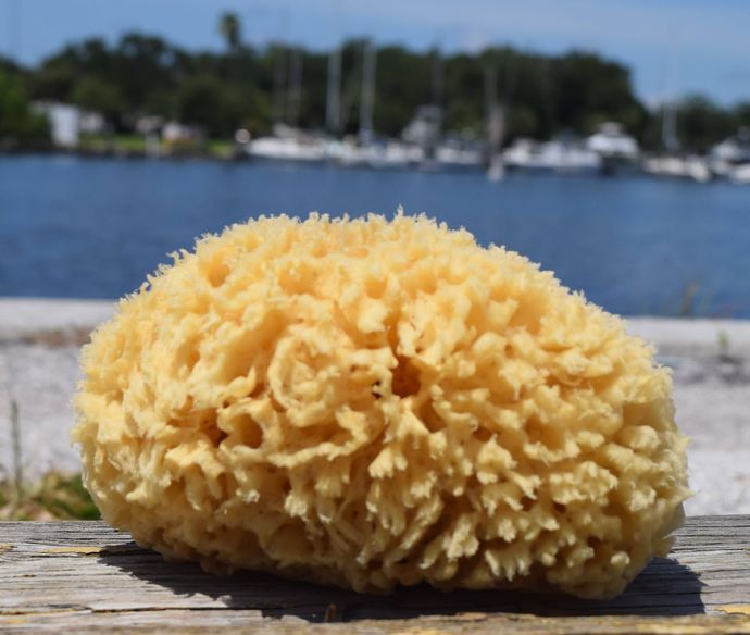 Did you know sea sponges actually exist?