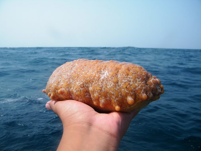 Did you know sea sponges actually exist?