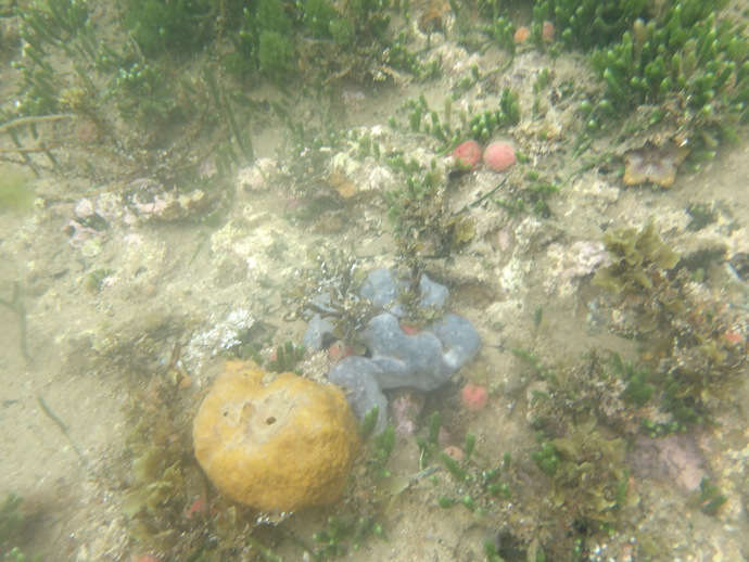 Did you know sea sponges actually exist?