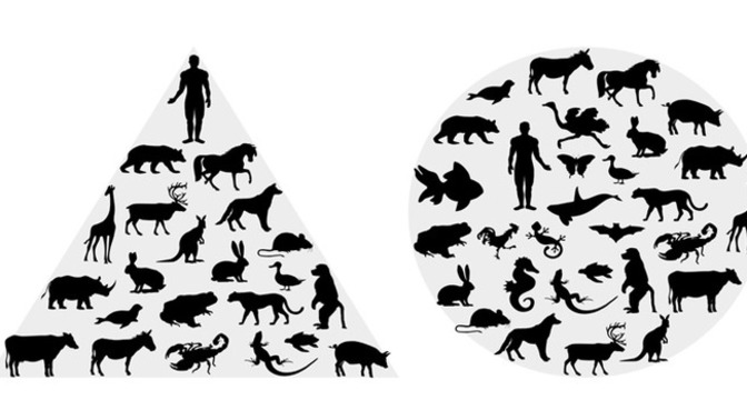 Are human lives worth more than animal lives?