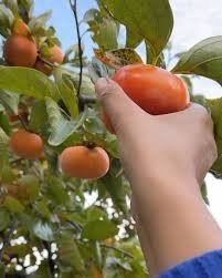Poll about persimmons?