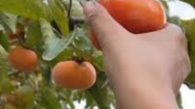 Poll about persimmons?