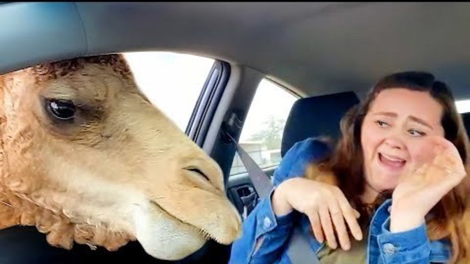 == WARNING == If you don't have a half hour to waste don't even start watching this! You can't stop! Have you seen the best viral videos of 2024?