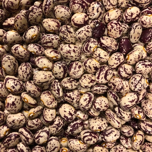Whats your favourite dried bean?