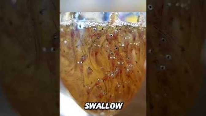 Would you eat weird exotic foods like fugu or silverfish drink?
