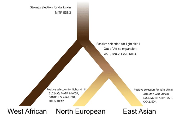 Why aren't Asians living in the Arctic white?