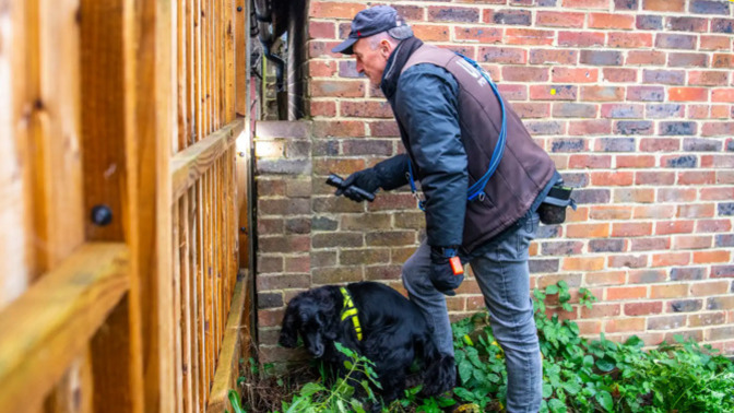 Pet theft is on the rise in the UK, could it be the immigrants?