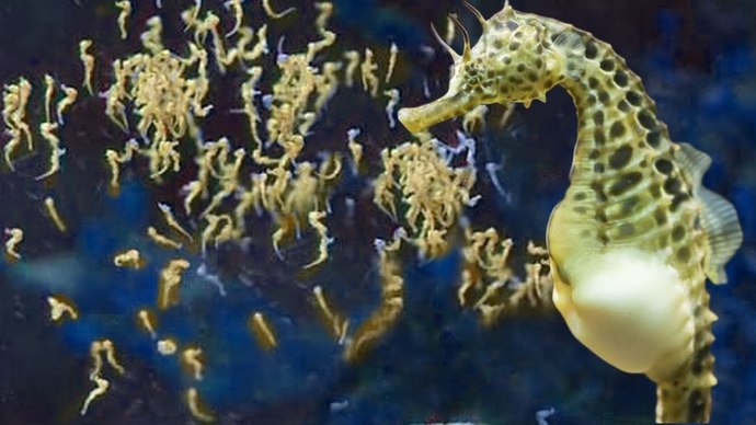 Male seahorse giving birth to thousands of babies