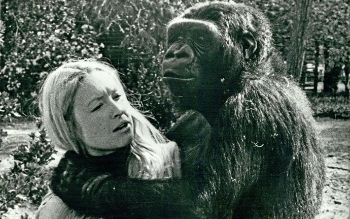 Coco the Gorilla... smart! With smart helper doing sign language