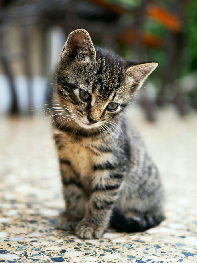 Which do you prefer cats or mormons?