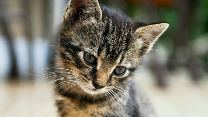 Which do you prefer cats or mormons?