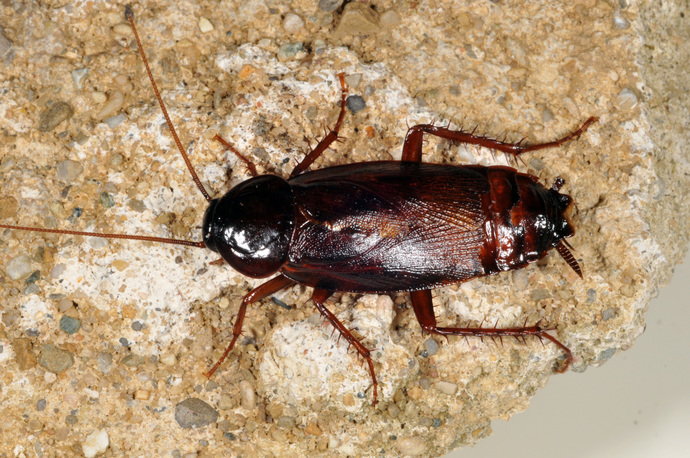 Whats the most irritating insect in your opinion?