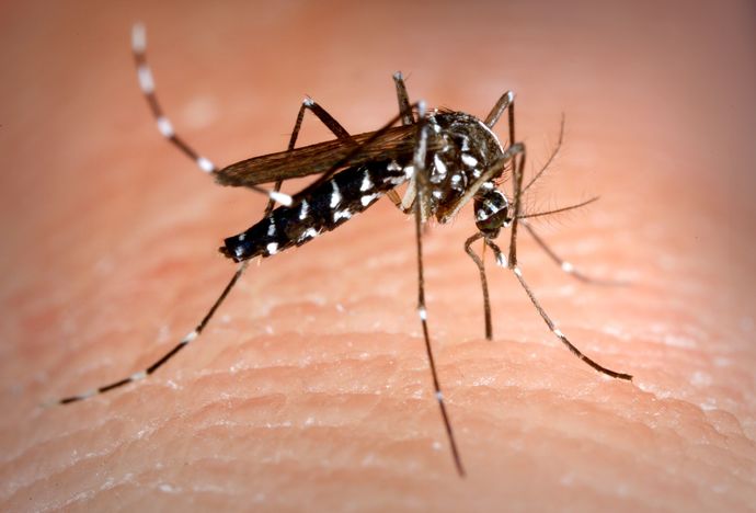 Whats the most irritating insect in your opinion?
