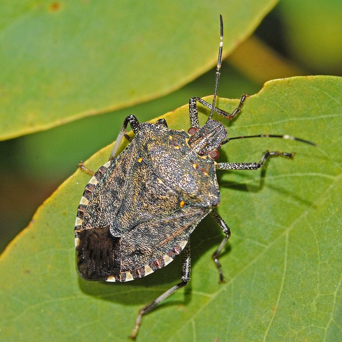 Whats the most irritating insect in your opinion?