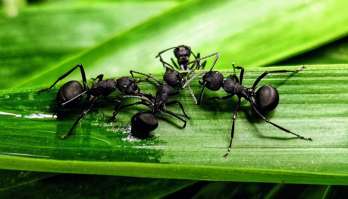 Whats the most irritating insect in your opinion?