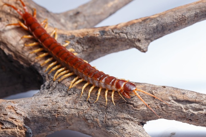 Whats the most irritating insect in your opinion?