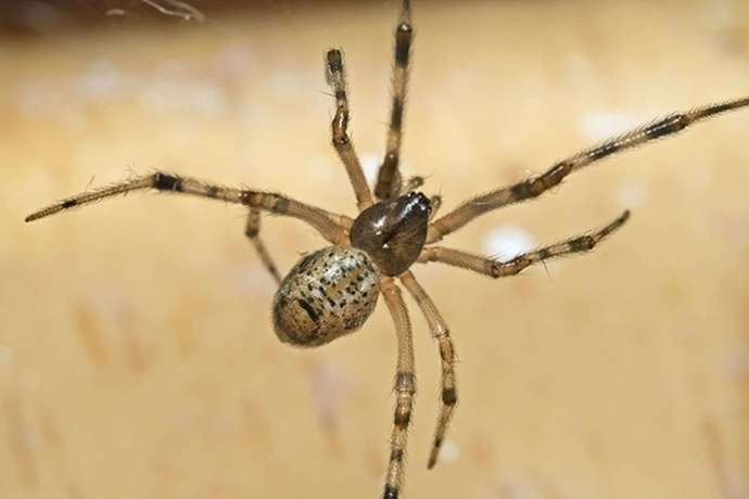 Whats the most irritating insect in your opinion?